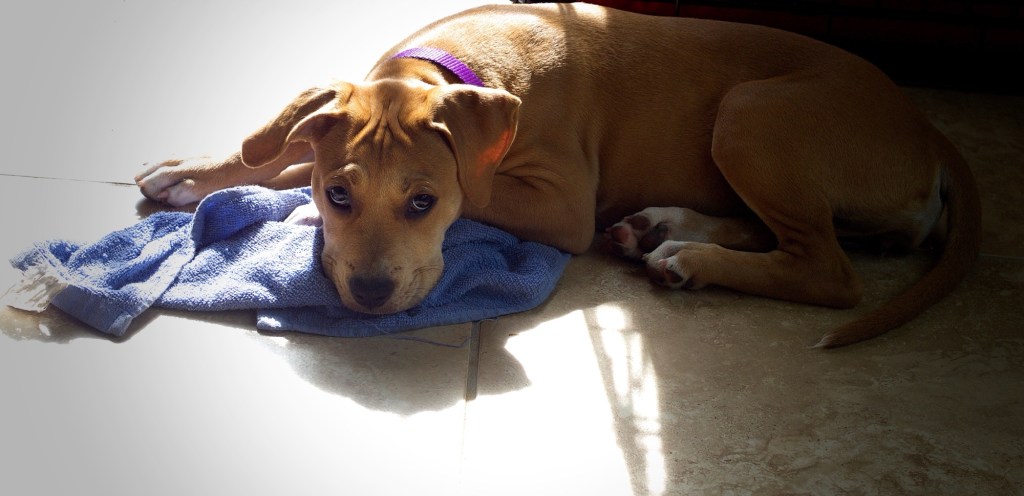 The sacredness of dogs and shopping&nbsp;carts