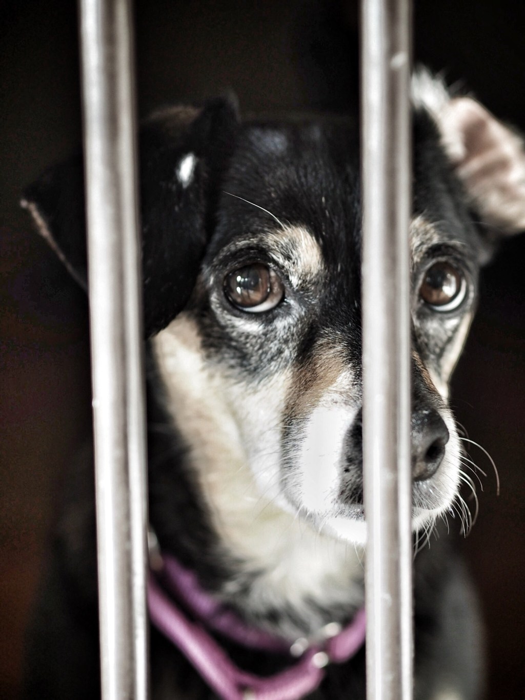 My old dog’s nose: on equanimity and&nbsp;aging